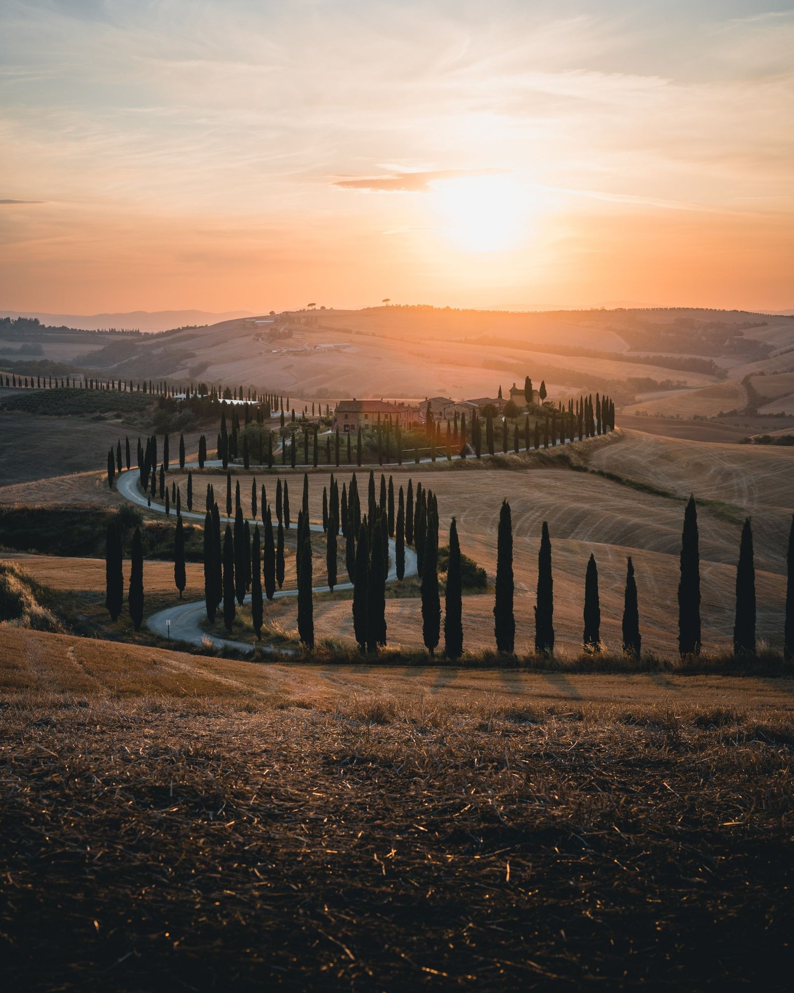 A white road lined with cypresses in the Val d'Orcia in June.
